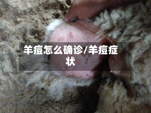 羊痘怎么确诊/羊痘症状-第2张图片