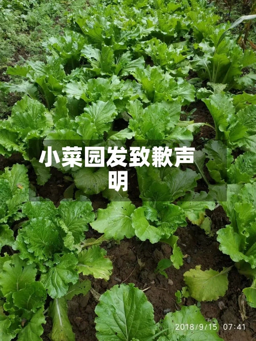 小菜园发致歉声明-第2张图片