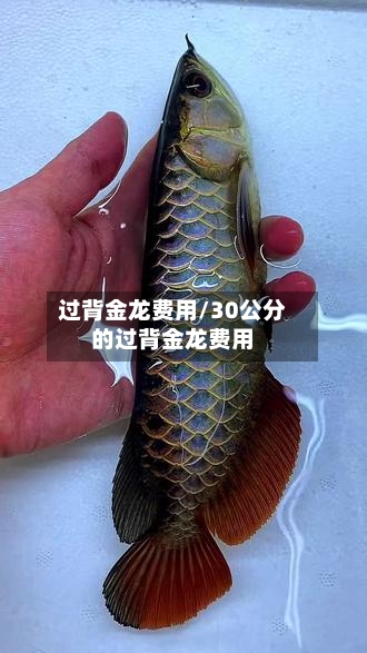 过背金龙费用/30公分的过背金龙费用-第2张图片