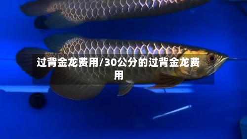 过背金龙费用/30公分的过背金龙费用