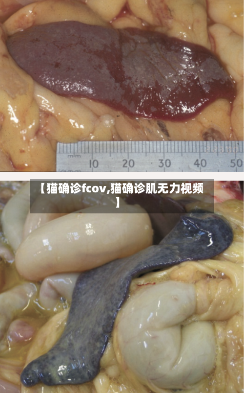 【猫确诊fcov,猫确诊肌无力视频】-第2张图片