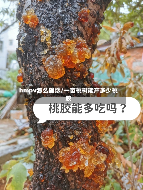 hmpv怎么确诊/一亩桃树能产多少桃胶-第2张图片