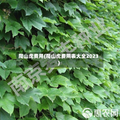 爬山虎费用(爬山虎费用表大全2023)-第2张图片