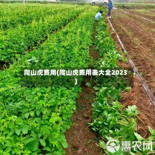 爬山虎费用(爬山虎费用表大全2023)-第3张图片