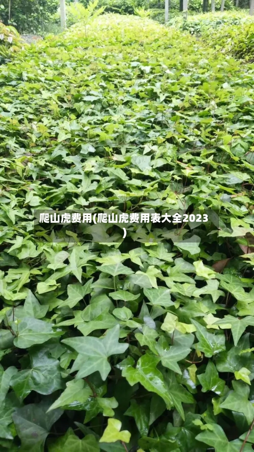 爬山虎费用(爬山虎费用表大全2023)