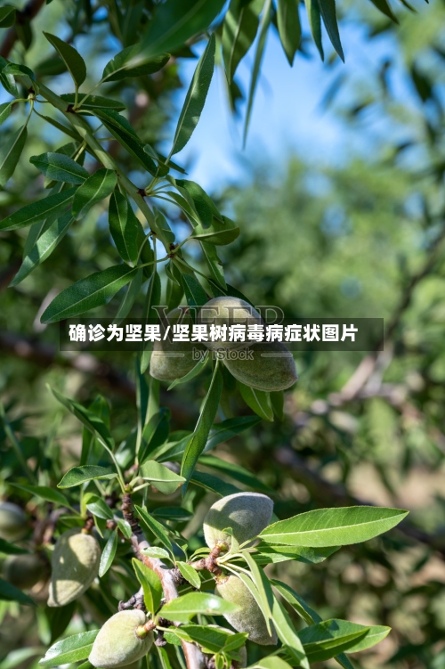 确诊为坚果/坚果树病毒病症状图片
