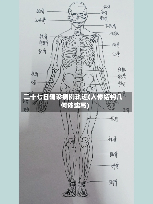 二十七日确诊病例轨迹(人体结构几何体速写)-第3张图片